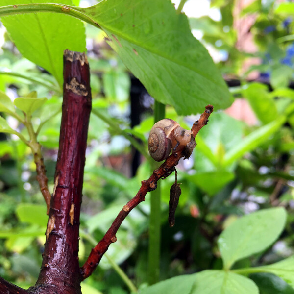 樹枝上的蝸牛