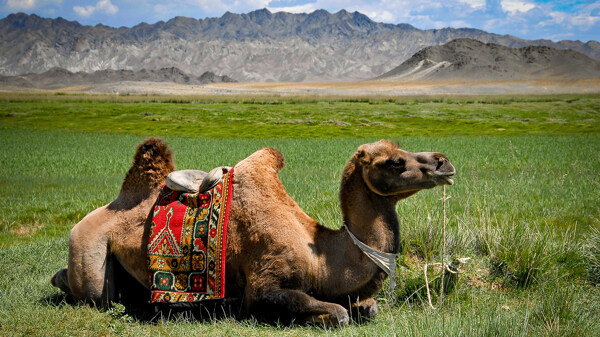 骆驼驼队沙漠戈壁荒野