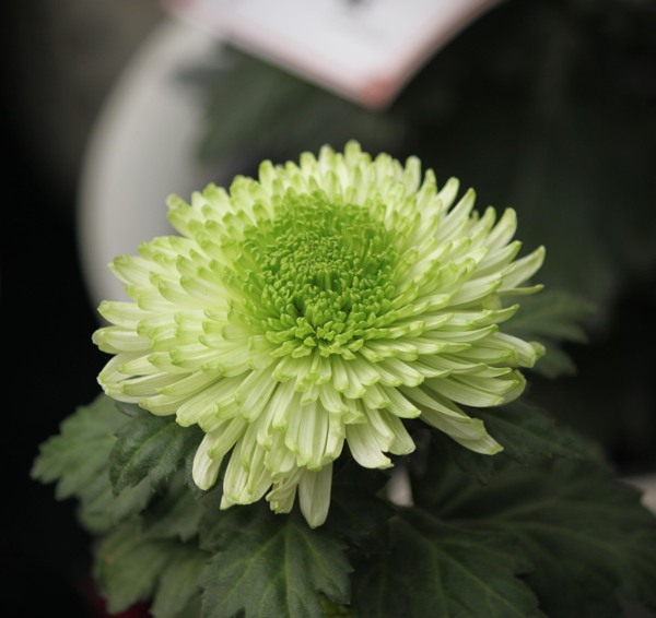 菊花圖片