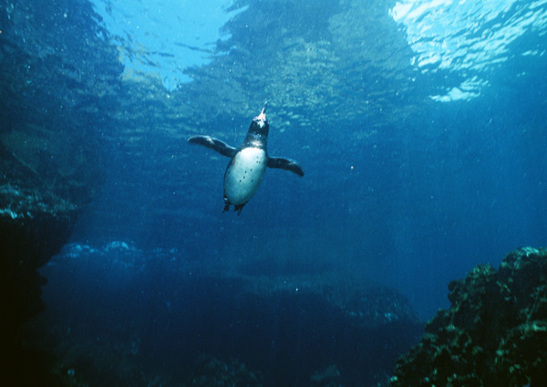 海底里的企鹅