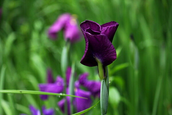 神秘菖蒲
