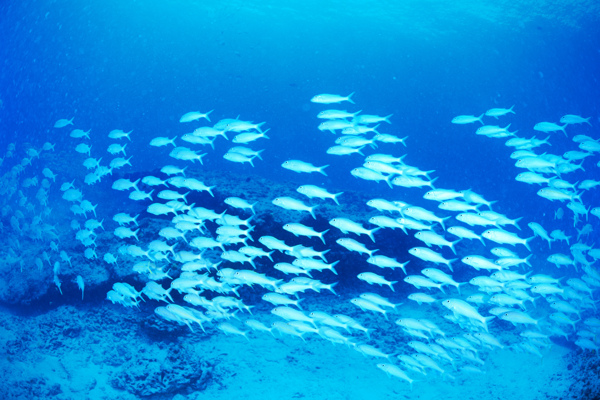 海底世界圖片