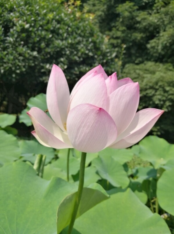 夏季荷花