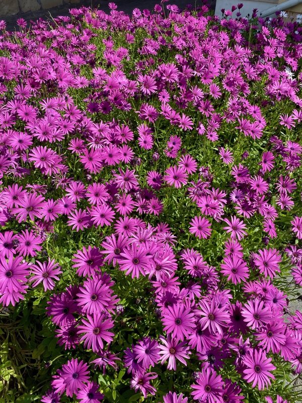 漂亮紫色雏菊图片菊花雏菊