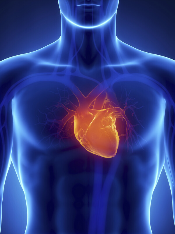男性人体心脏血管器官图片