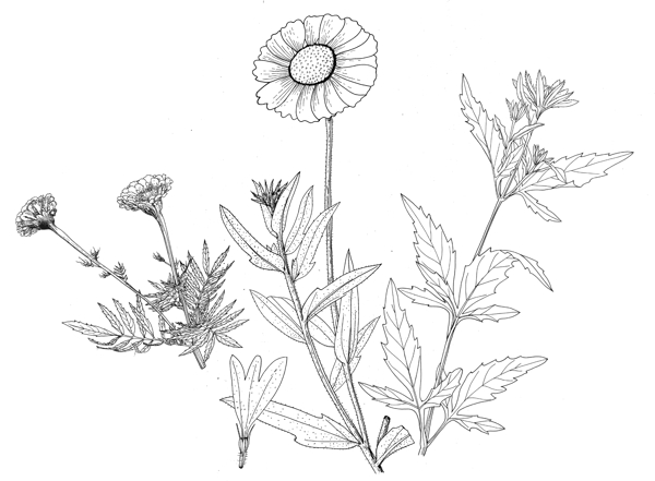 線描花圖片