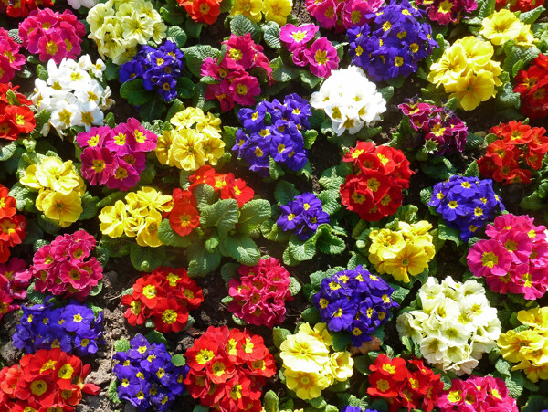 位圖植物攝影寫實(shí)花卉花朵數(shù)碼照片免費(fèi)素材