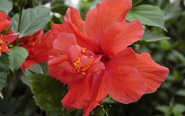 火紅的扶?；?>
                </a>
                <a href=