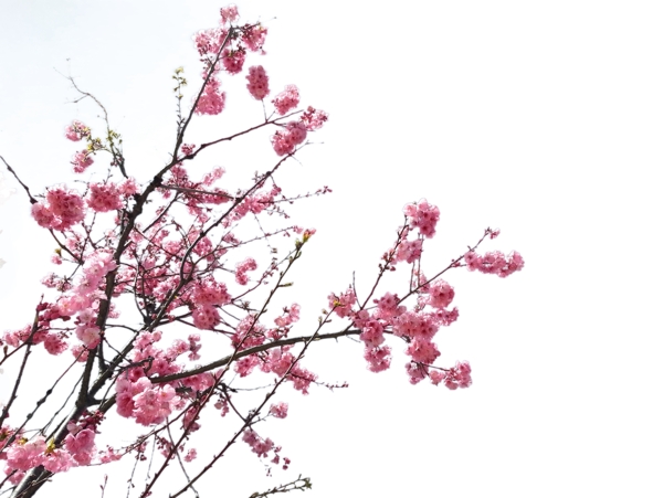 櫻花花枝花朵元素