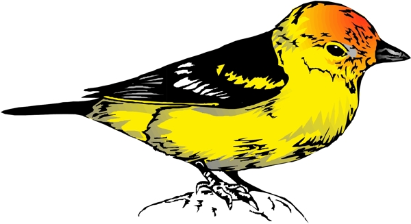 矢量逼真鳥類動物209