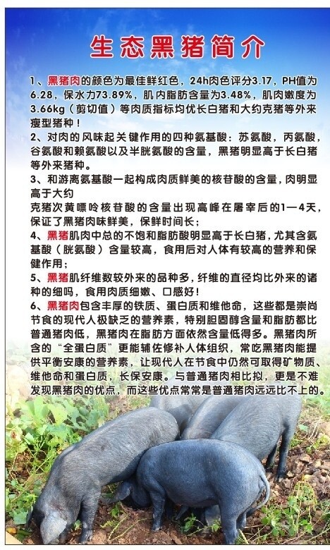 黑豬圖片