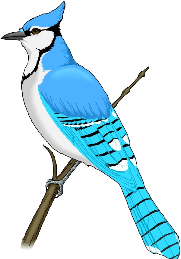 矢量逼真鳥類動物207
