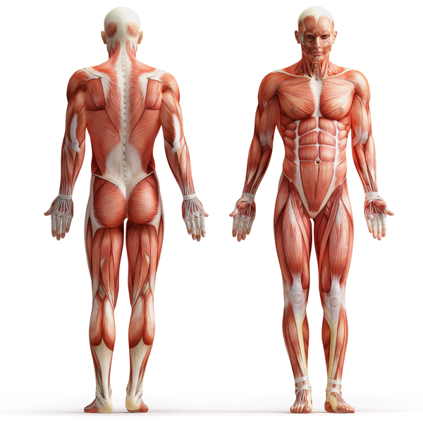 男性人体肌肉图片