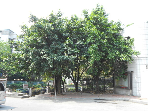 学校旁的大榕树