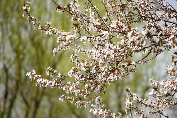 春天粉色樱花摄影商用