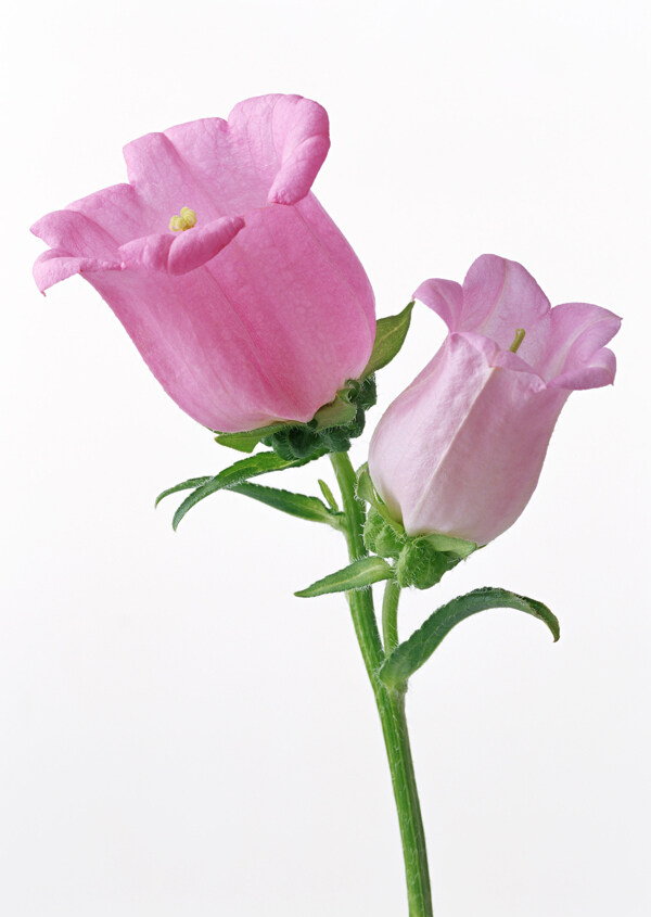 浅粉色花卉素材