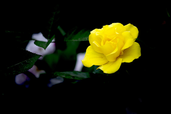 薔薇