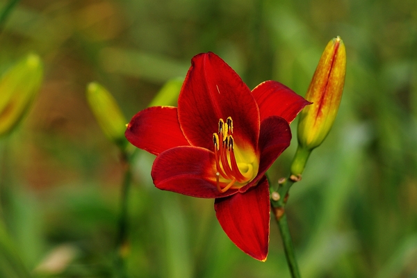 紅色萱草花