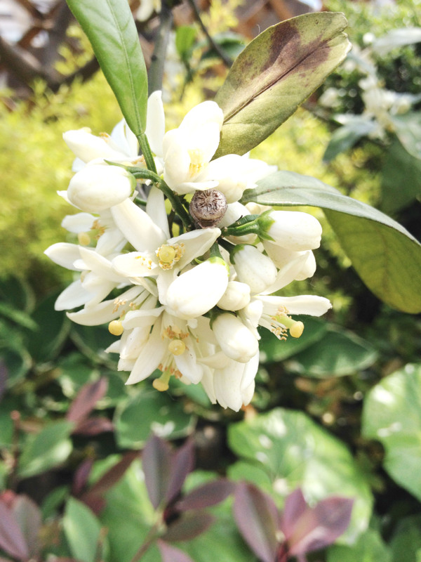 白花圖片