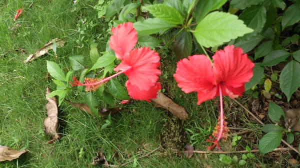 扶桑花圖片