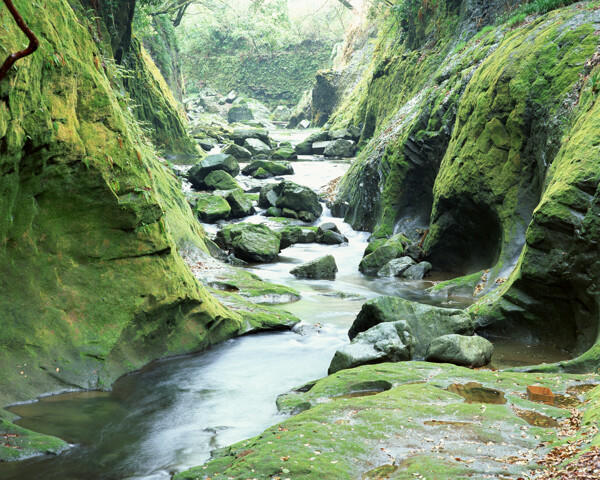 樹植物風(fēng)景水
