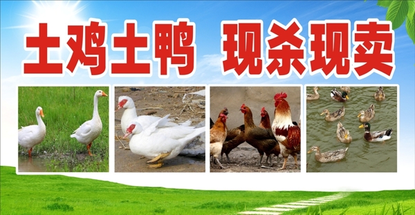 雞鴨廣告