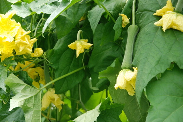 蔬菜圖片