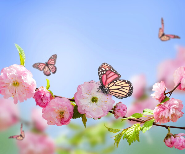 唯美桃花圖片
