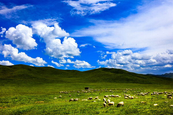 蓝天白云草原牧羊图片