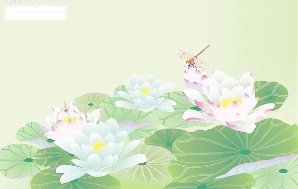 荷花圖片
