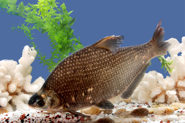邊魚(yú)