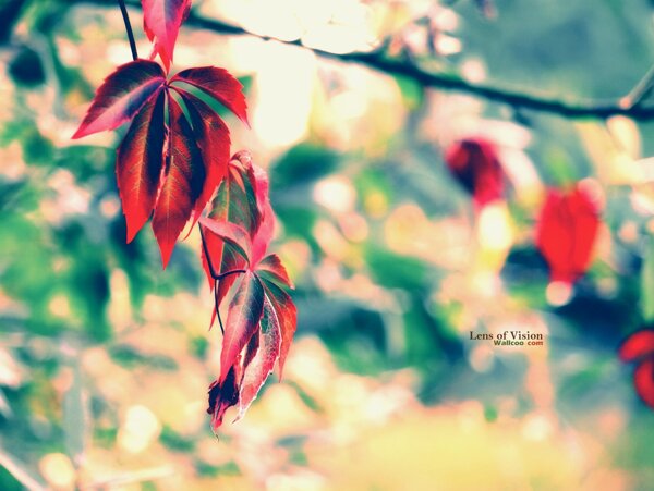 红叶fallleaves