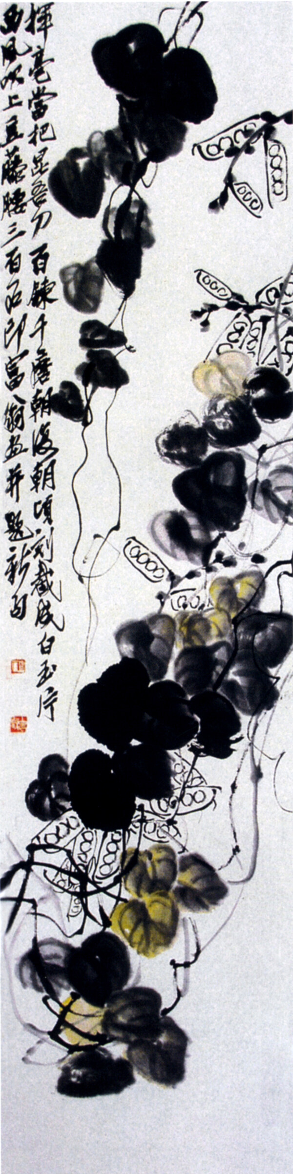 扁豆