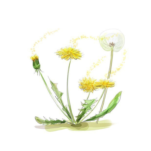 位圖藝術(shù)效果水彩花卉免費(fèi)素材