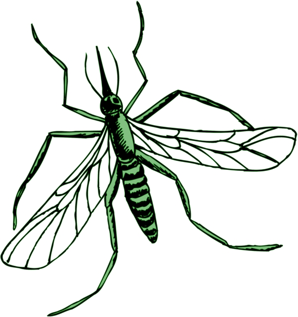 甲虫昆虫矢量素材EPS格式0275
