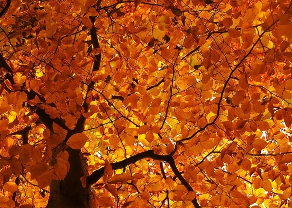 秋景图片