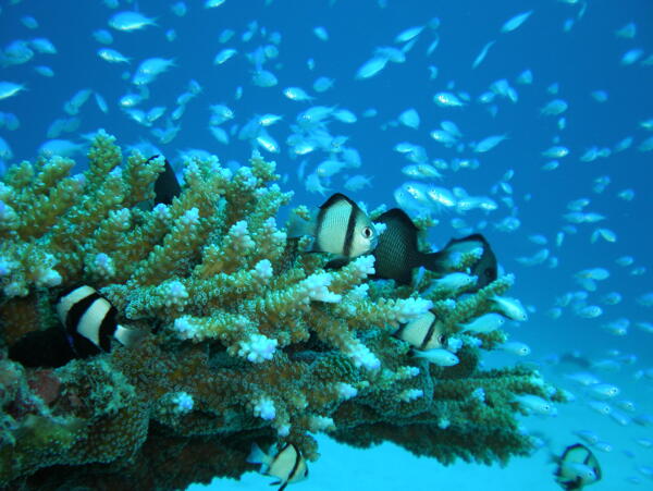 海底生物圖片