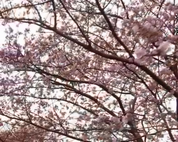 樱花满枝头视频