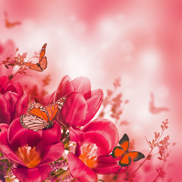 美丽的鲜花上的蝴蝶