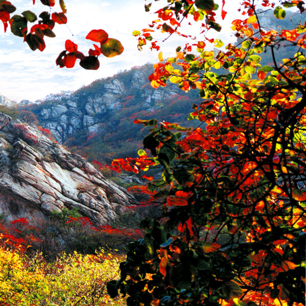 花朵風(fēng)景裝飾畫