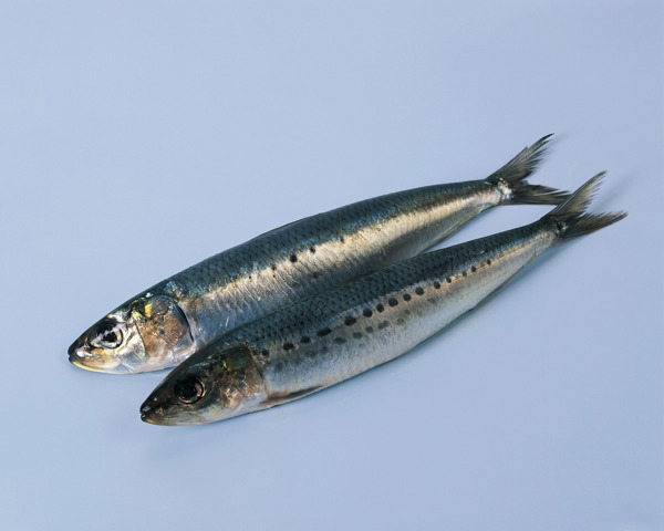 海魚圖片