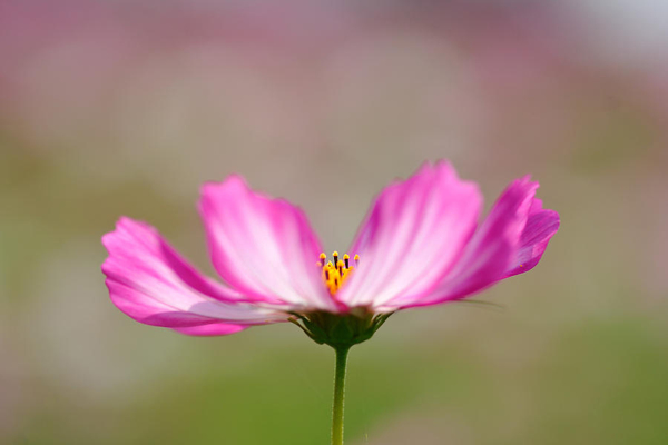 位圖植物攝影寫實(shí)花卉花朵數(shù)碼照片免費(fèi)素材
