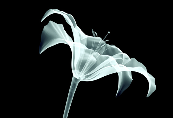 X射线扫描花朵图片