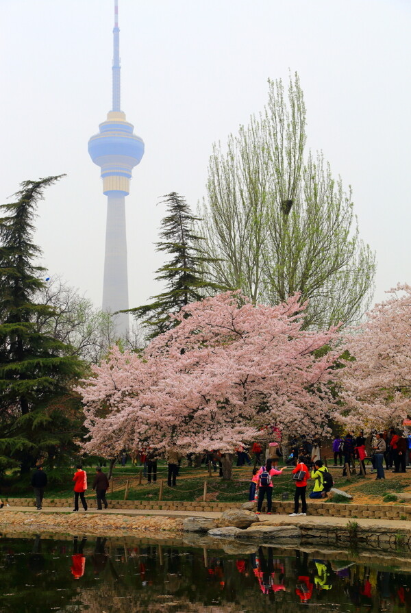 北京玉渊潭公园樱花风景