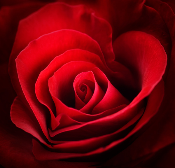 浪漫红色玫瑰花背景图片