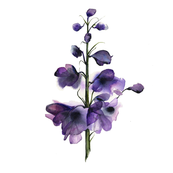 位圖植物寫意花卉花朵免費素材