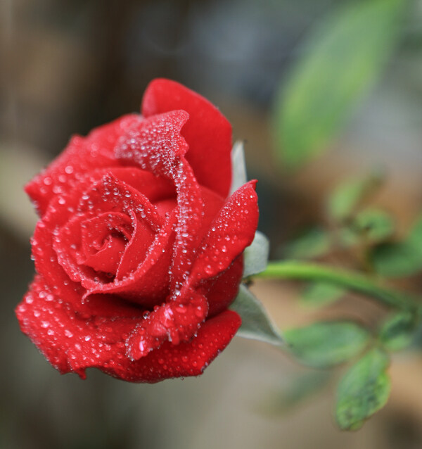 户外一朵红色玫瑰花特写图片