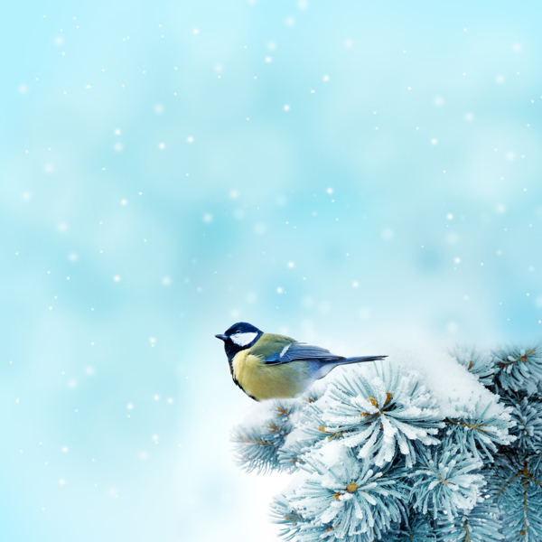 冬季雪景图片松枝上的黄鹂冬季雪景高清图片素材