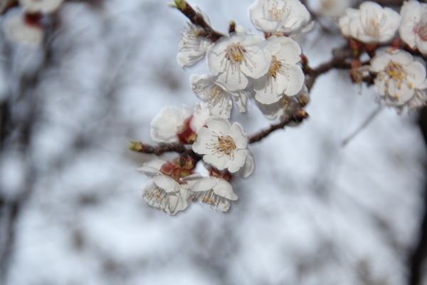 梨花圖片