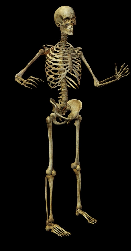 骷髅骨架模型图片